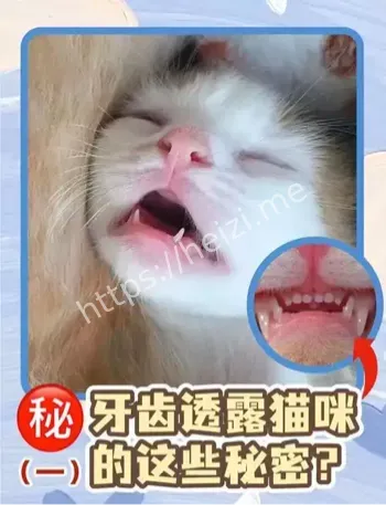 猫咪乳牙